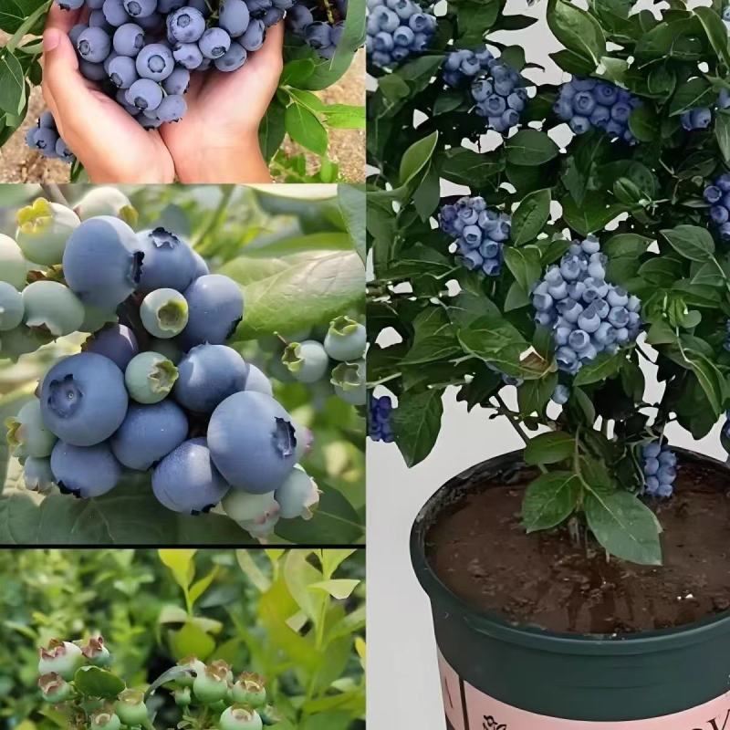 蓝莓树苗增产秋季落叶北美通用耐寒大果南北方种植阳台不带果