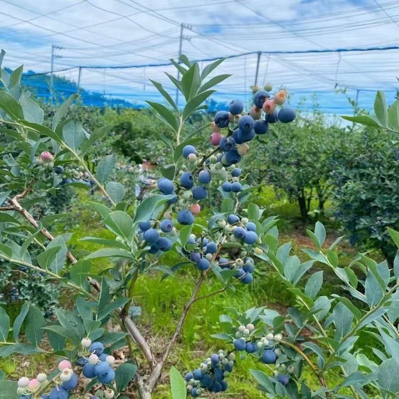 蓝莓树苗增产秋季落叶北美通用耐寒大果南北方种植阳台不带果