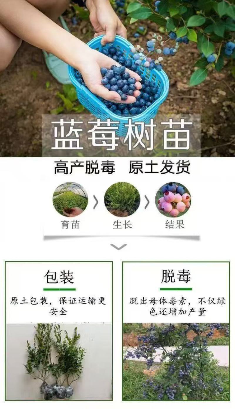 蓝莓树苗增产秋季落叶北美通用耐寒大果南北方种植阳台不带果
