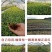 蓝莓树苗增产秋季落叶北美通用耐寒大果南北方种植阳台不带果