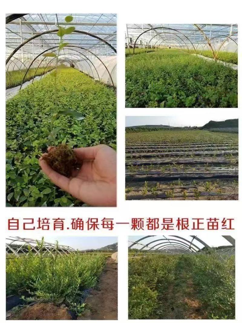 蓝莓树苗增产秋季落叶北美通用耐寒大果南北方种植阳台不带果