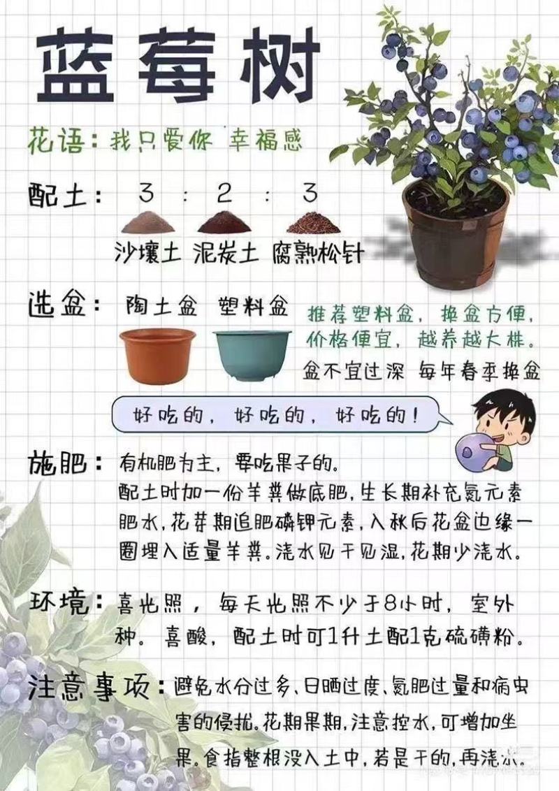 蓝莓树苗增产秋季落叶北美通用耐寒大果南北方种植阳台不带果