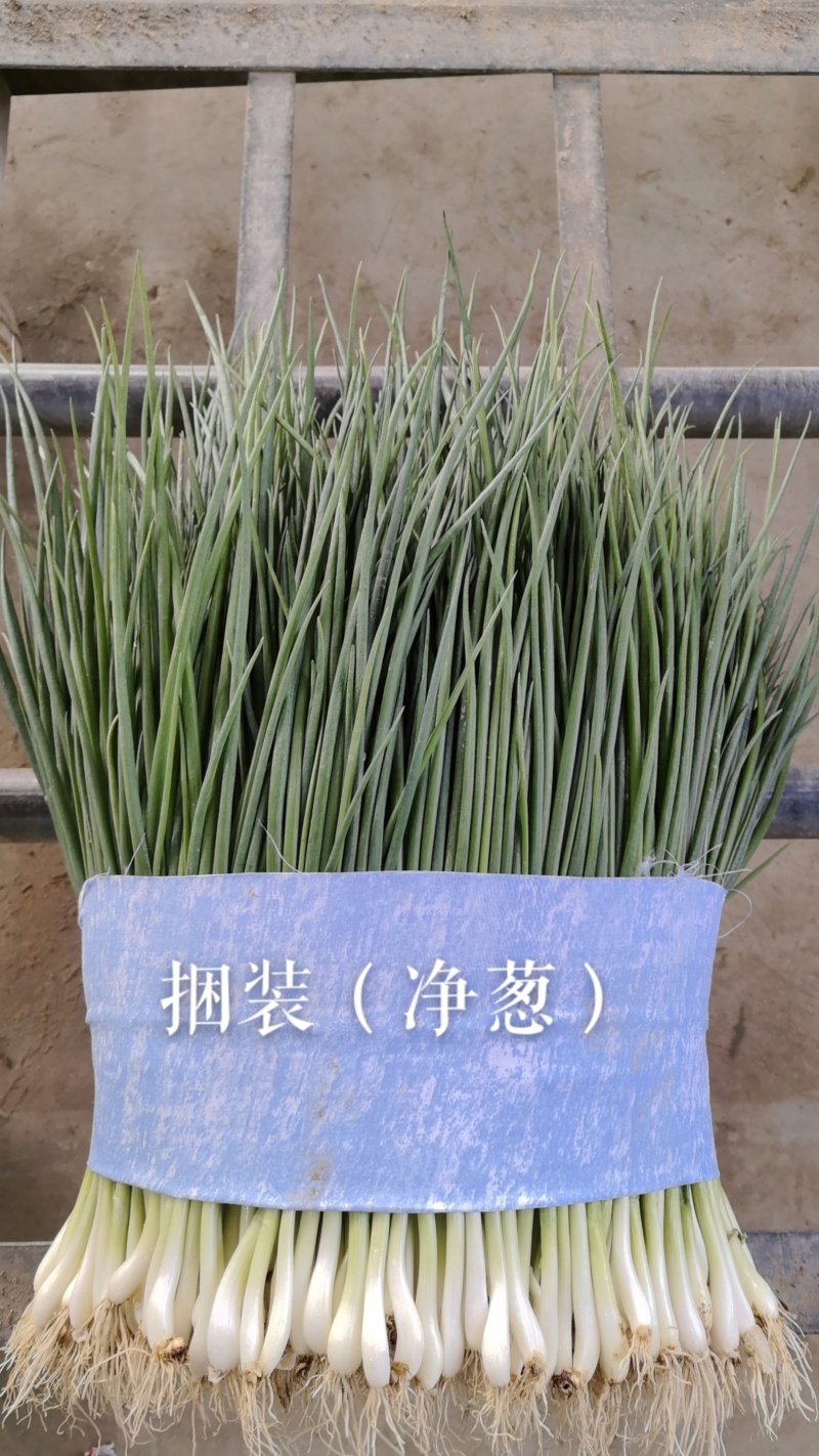 精品小香葱（净葱）电商餐饮店食品厂专用！