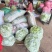 芸豆30cm以上