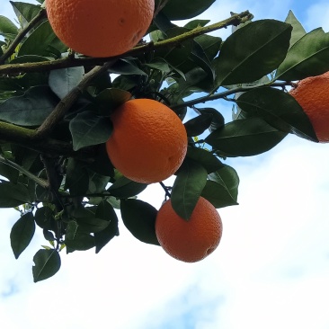 广西，桂林蜜香橙