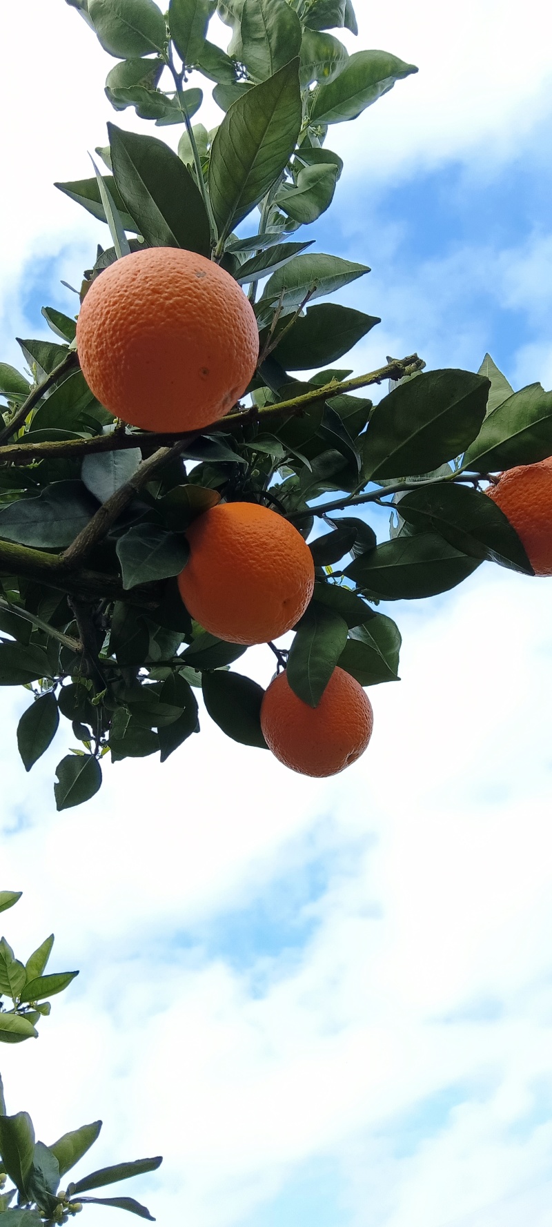 广西，桂林蜜香橙