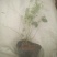 蓝莓树苗增产秋季落叶北美通用耐寒大果南北方种植阳台不带果