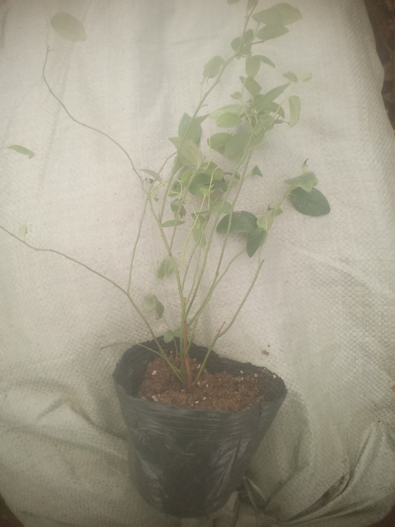 蓝莓树苗增产秋季落叶北美通用耐寒大果南北方种植阳台不带果