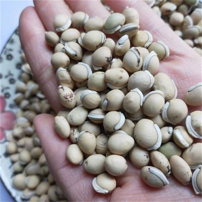 白扁豆炒白扁新货豆药食两用品种无硫净货籽类中药材