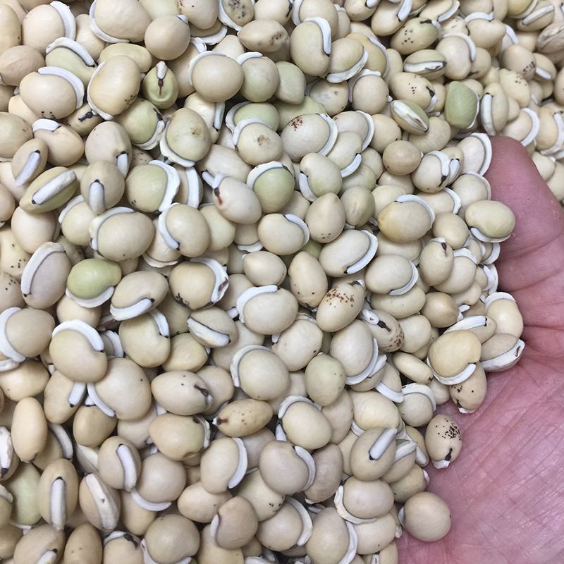 白扁豆炒白扁新货豆药食两用品种无硫净货籽类中药材