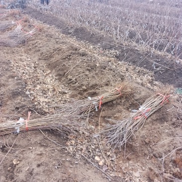 大量批发M9T337矮化苹果砧木苗