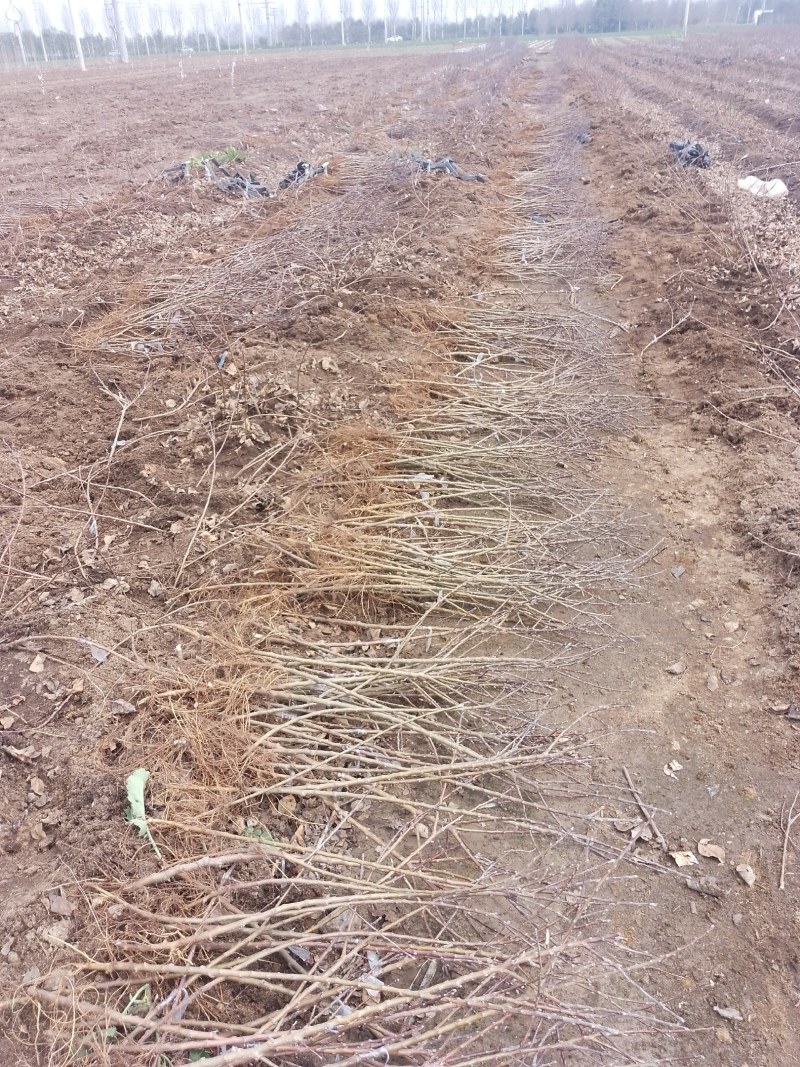 大量批发M9T337矮化苹果砧木苗