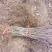 大量批发M9T337矮化苹果砧木苗