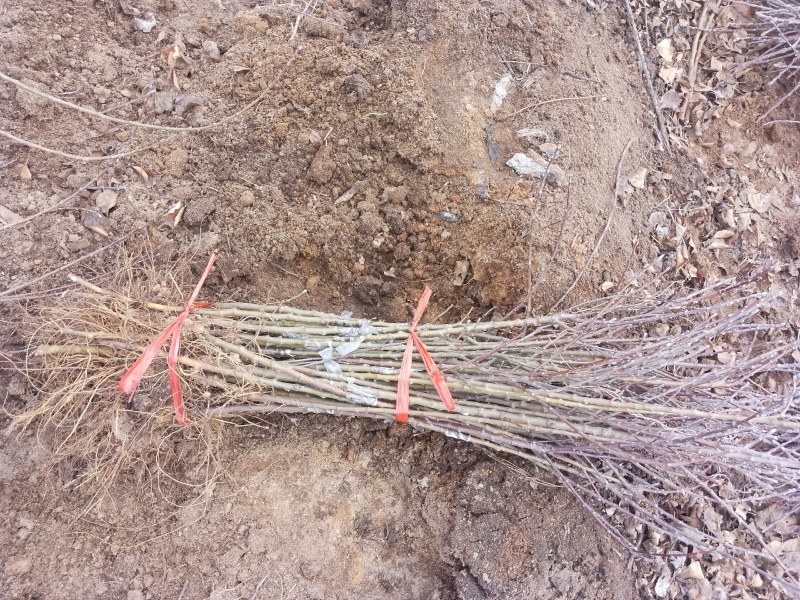 大量批发M9T337矮化苹果砧木苗