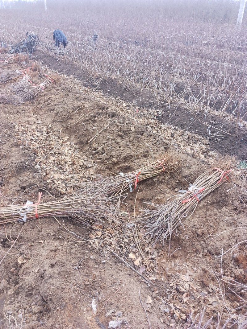 大量批发M9T337矮化苹果砧木苗