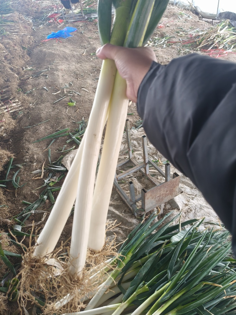 精品铁杆大葱毛毛钱质量优良货源充足稳定对接电商平台及商超