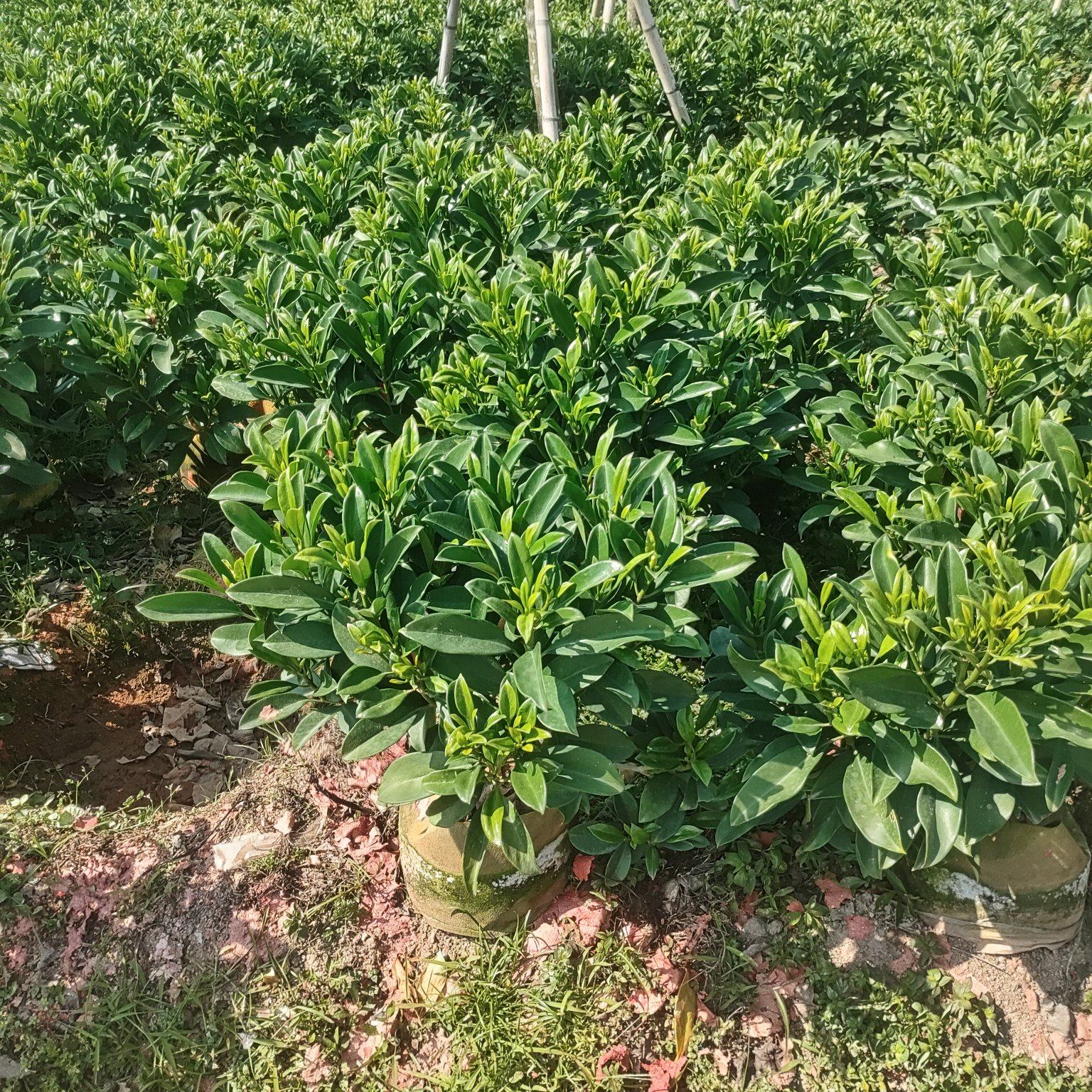 非洲茉莉