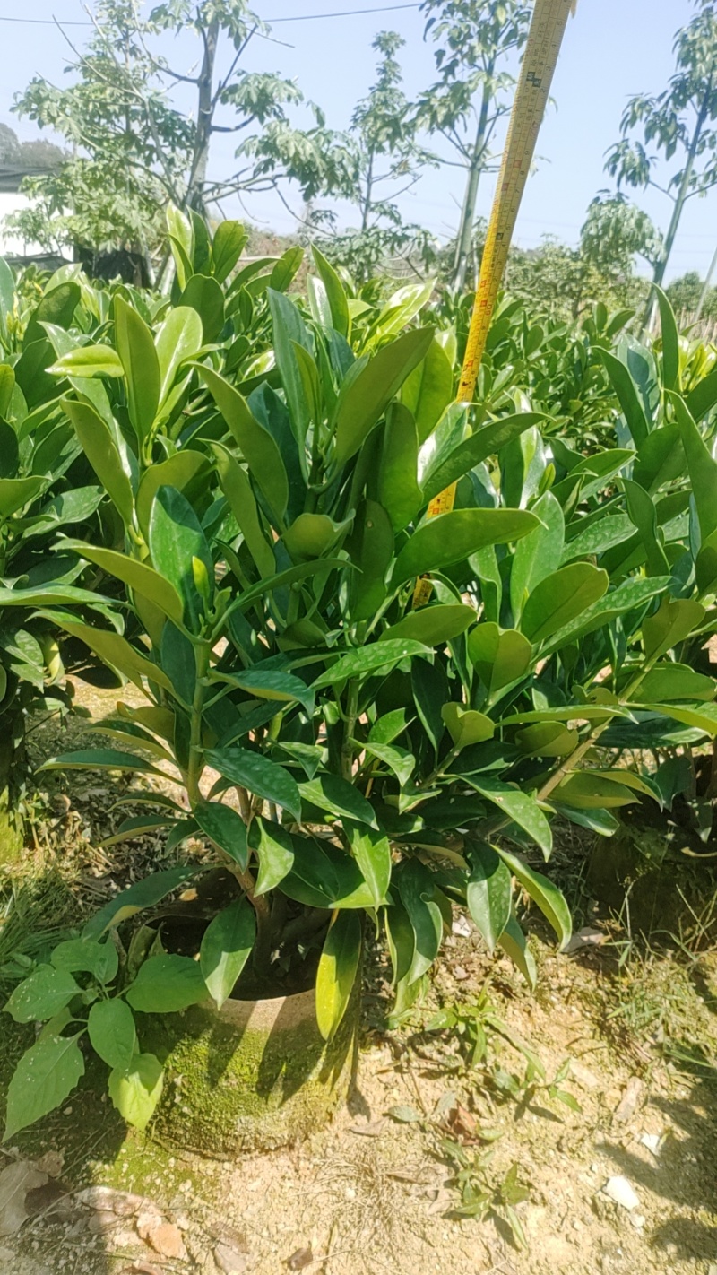 非洲茉莉
