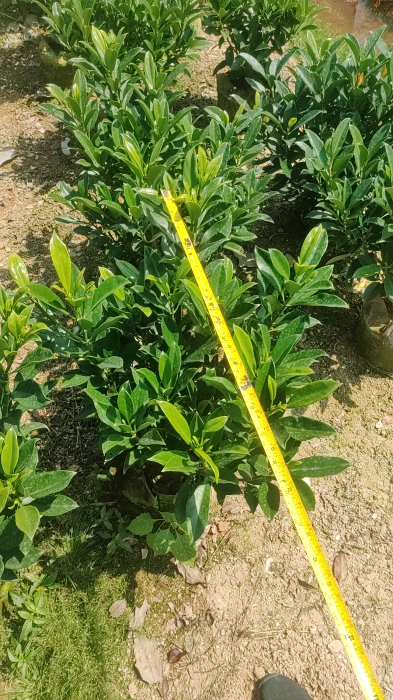非洲茉莉
