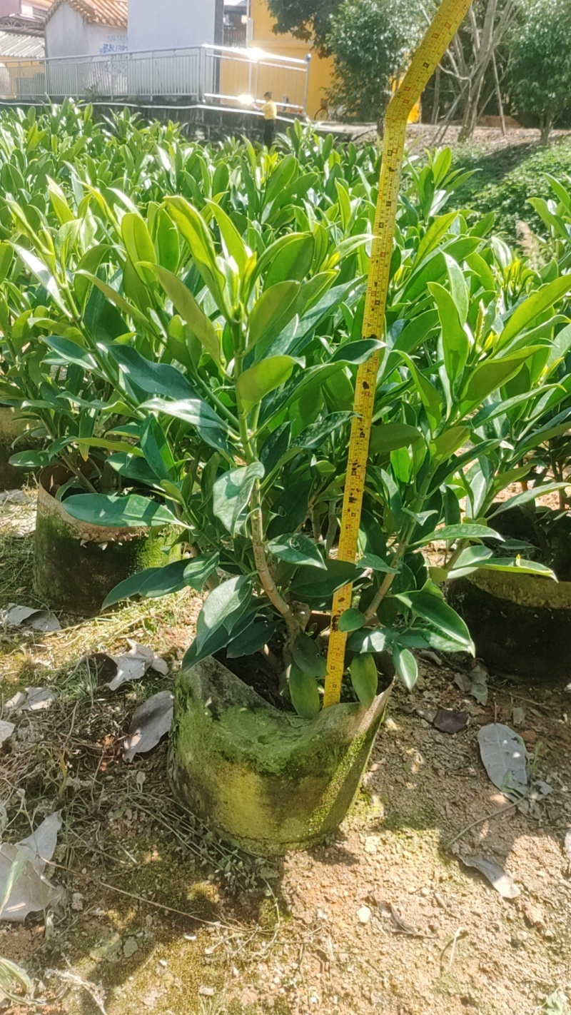 非洲茉莉
