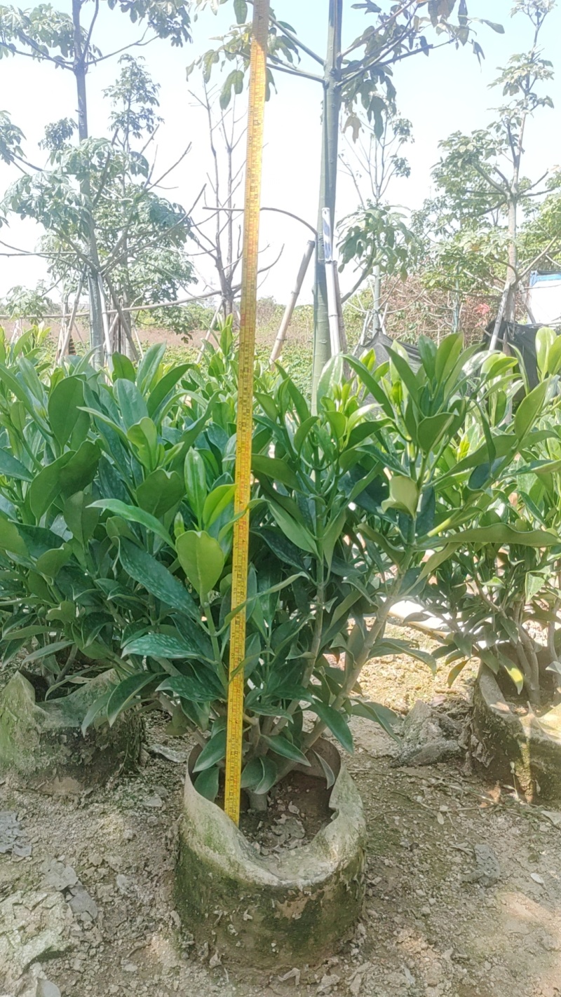 非洲茉莉