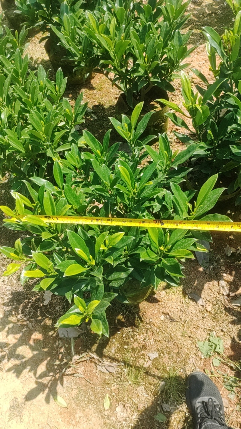 非洲茉莉