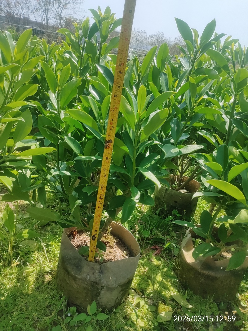非洲茉莉