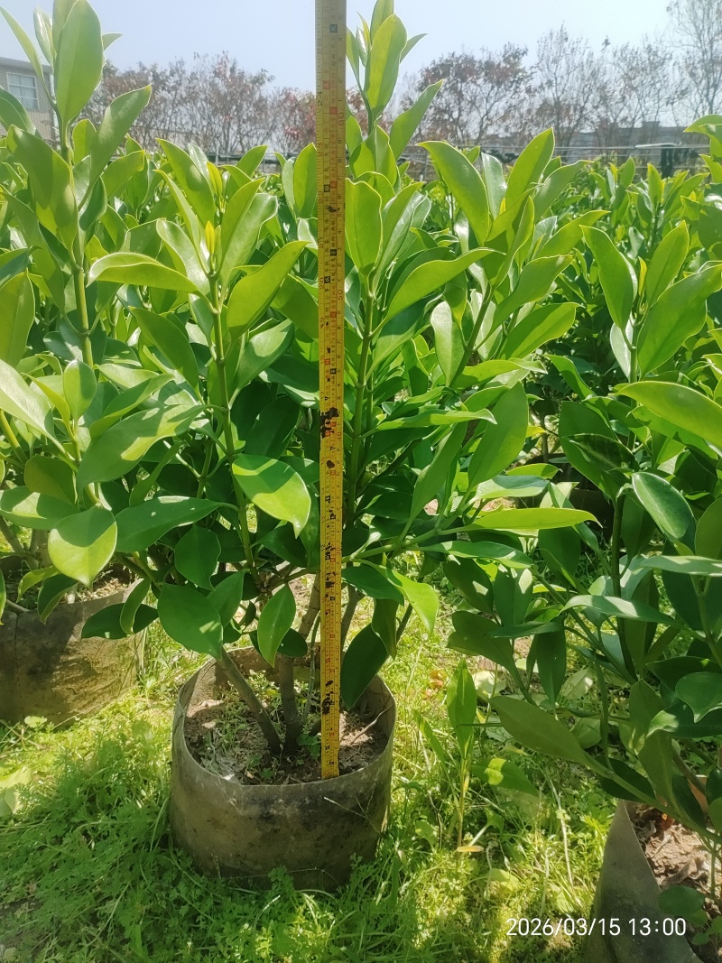 非洲茉莉