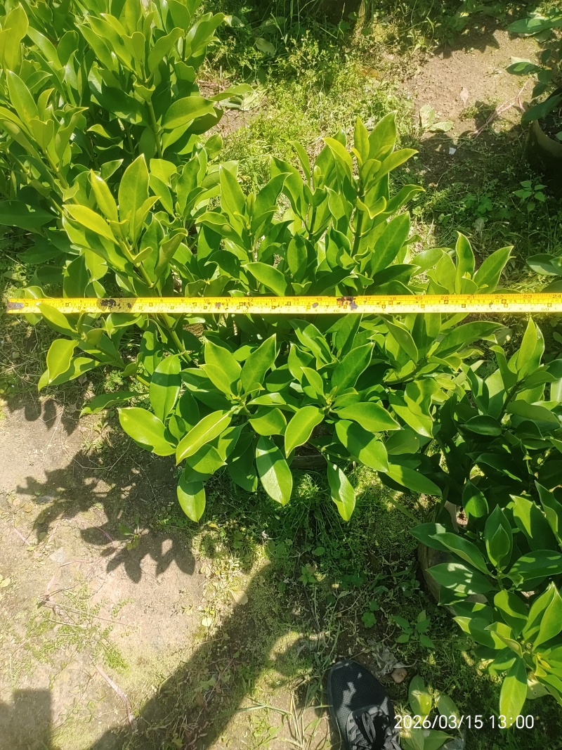 非洲茉莉
