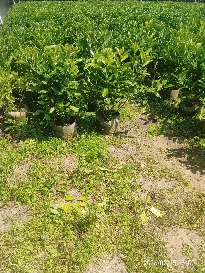 非洲茉莉