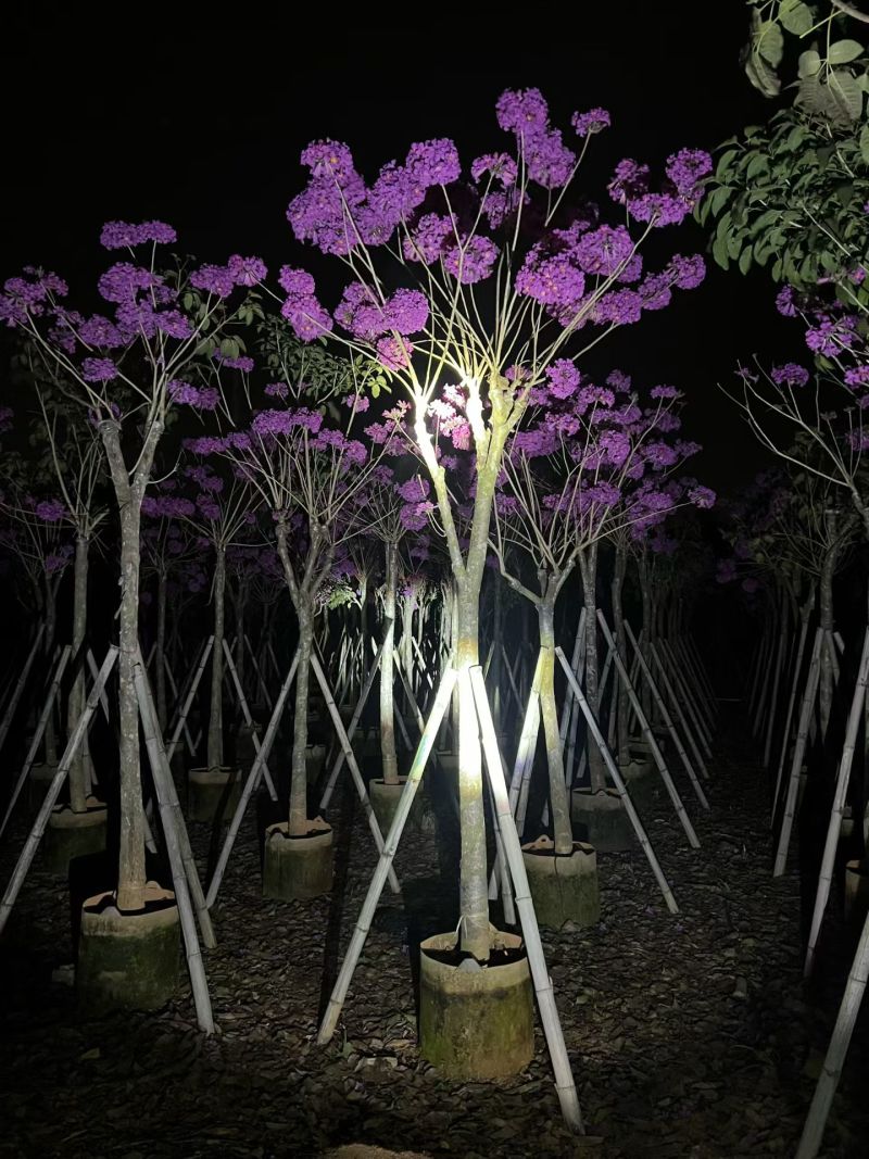 紫花风铃木