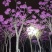 紫花风铃木