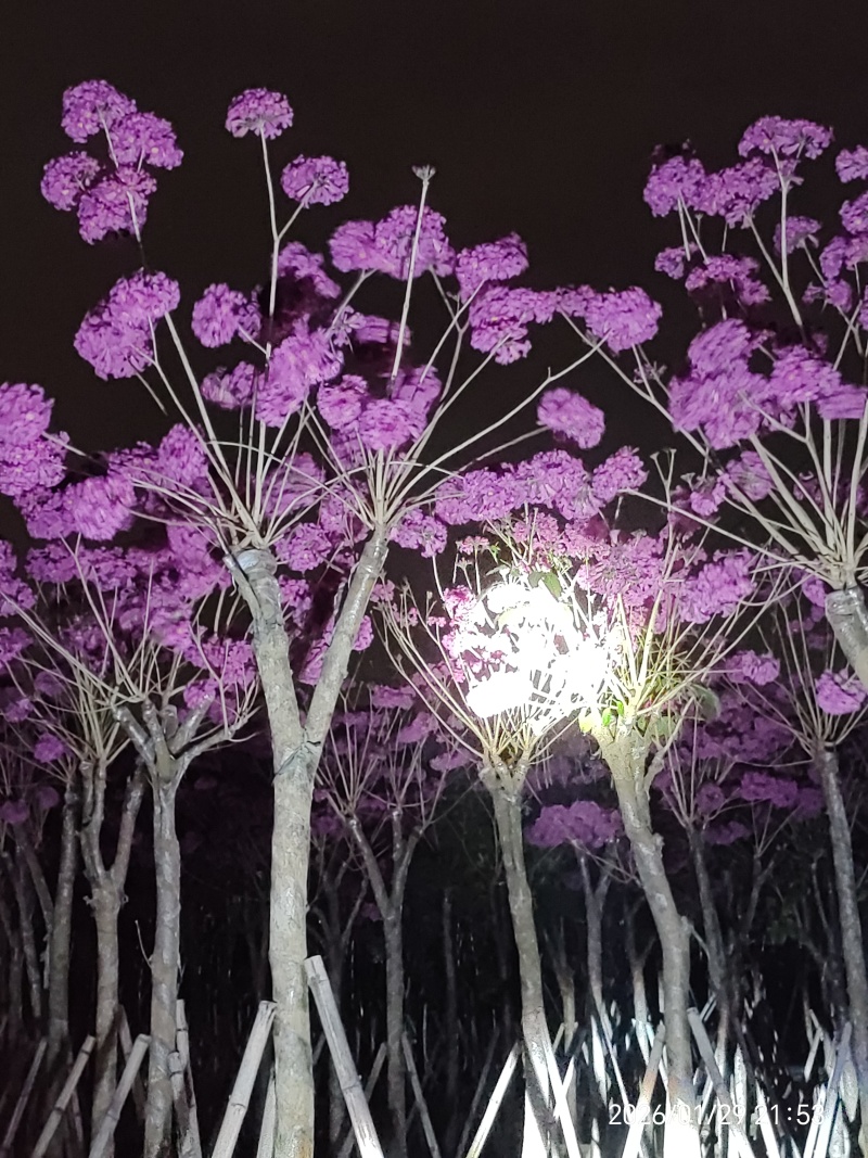 紫花风铃木