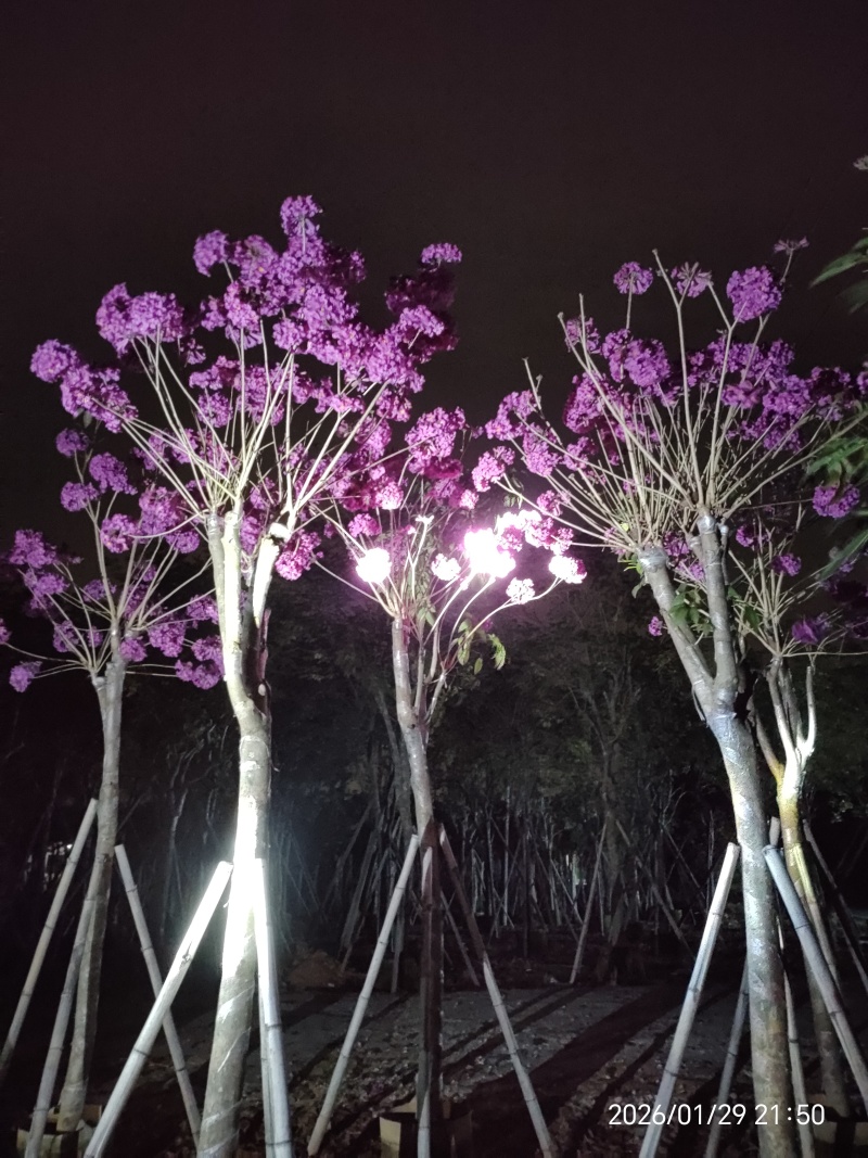 紫花风铃木