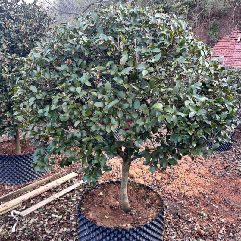 茶梅树原生盆栽茶梅树自然树形和蘑菇头类型