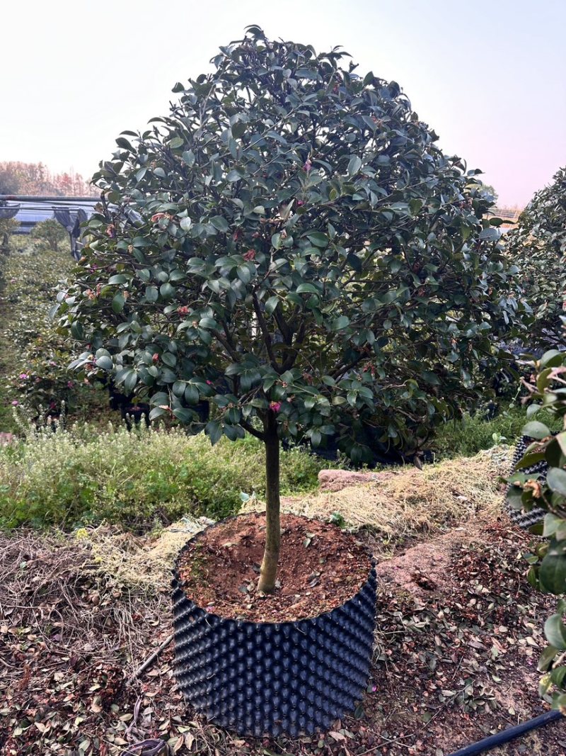 茶梅树原生盆栽茶梅树自然树形和蘑菇头类型