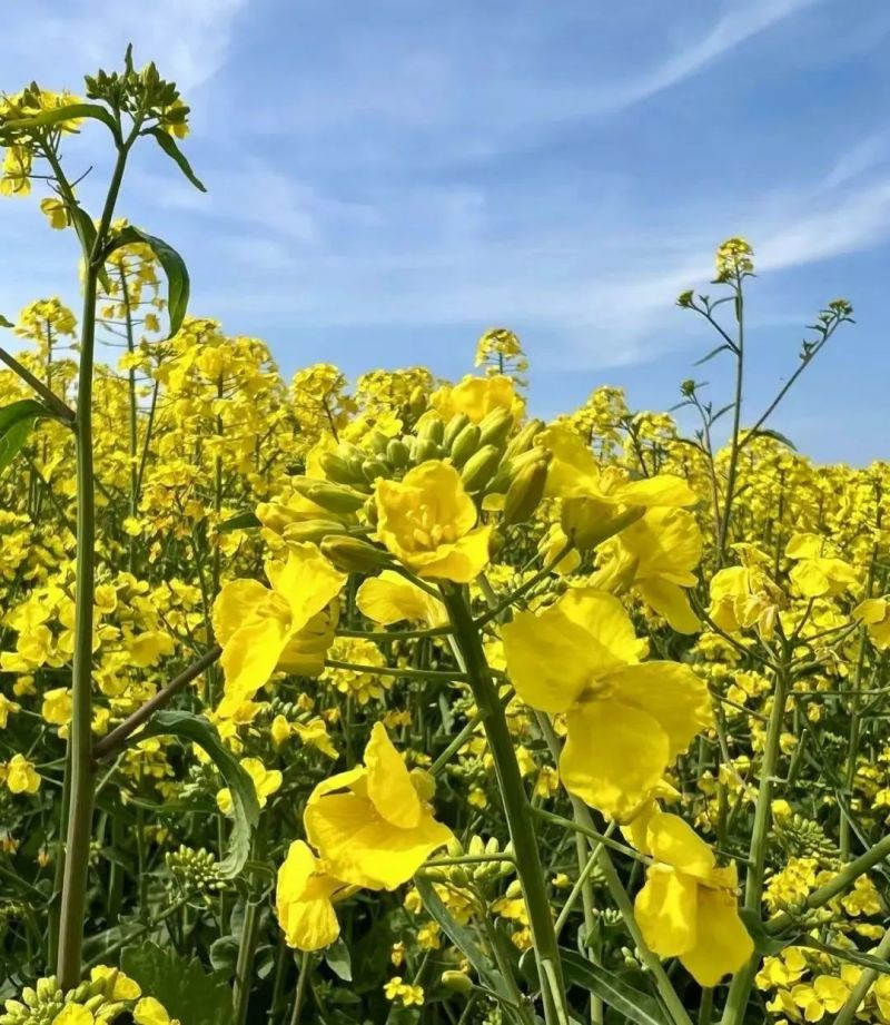 油菜籽