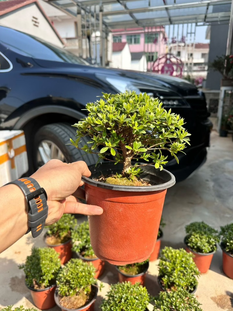 明美之月杜鹃多规格