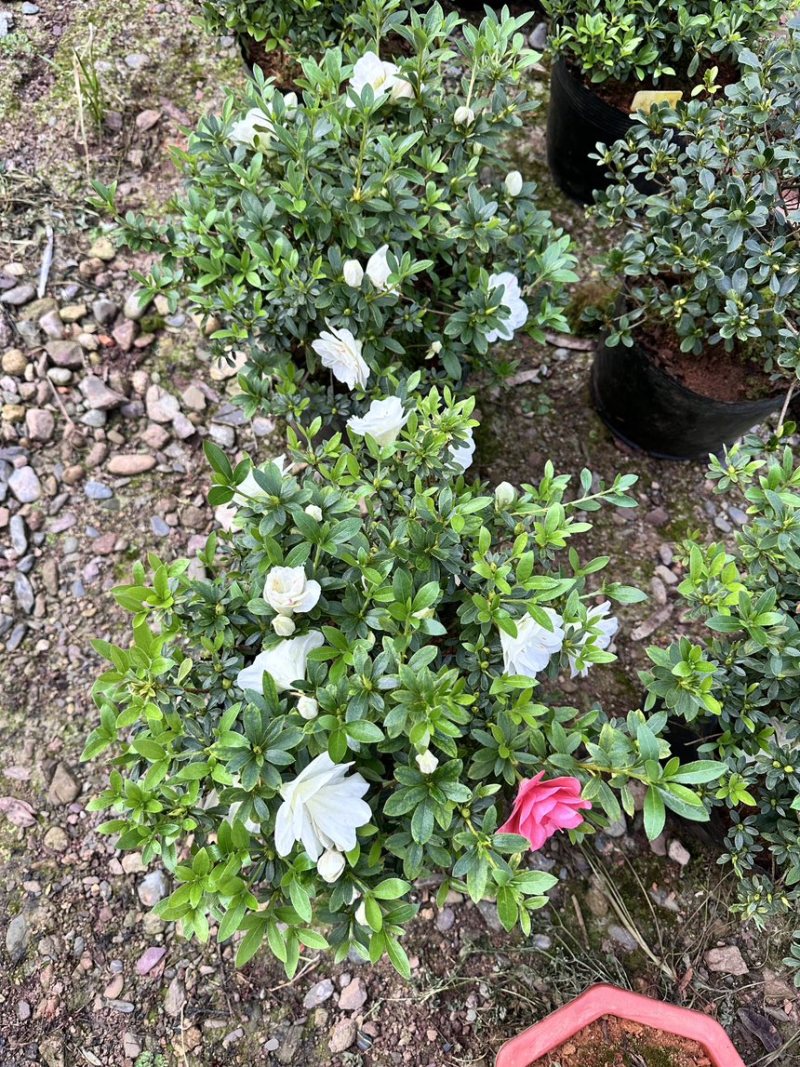 日本皋月杜鹃盆景桩品种多基地直销