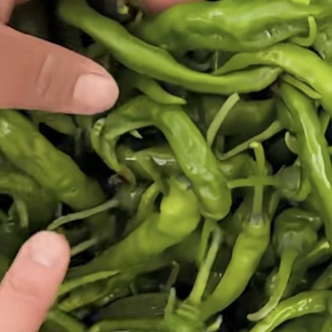 薄皮头茬鲜辣椒