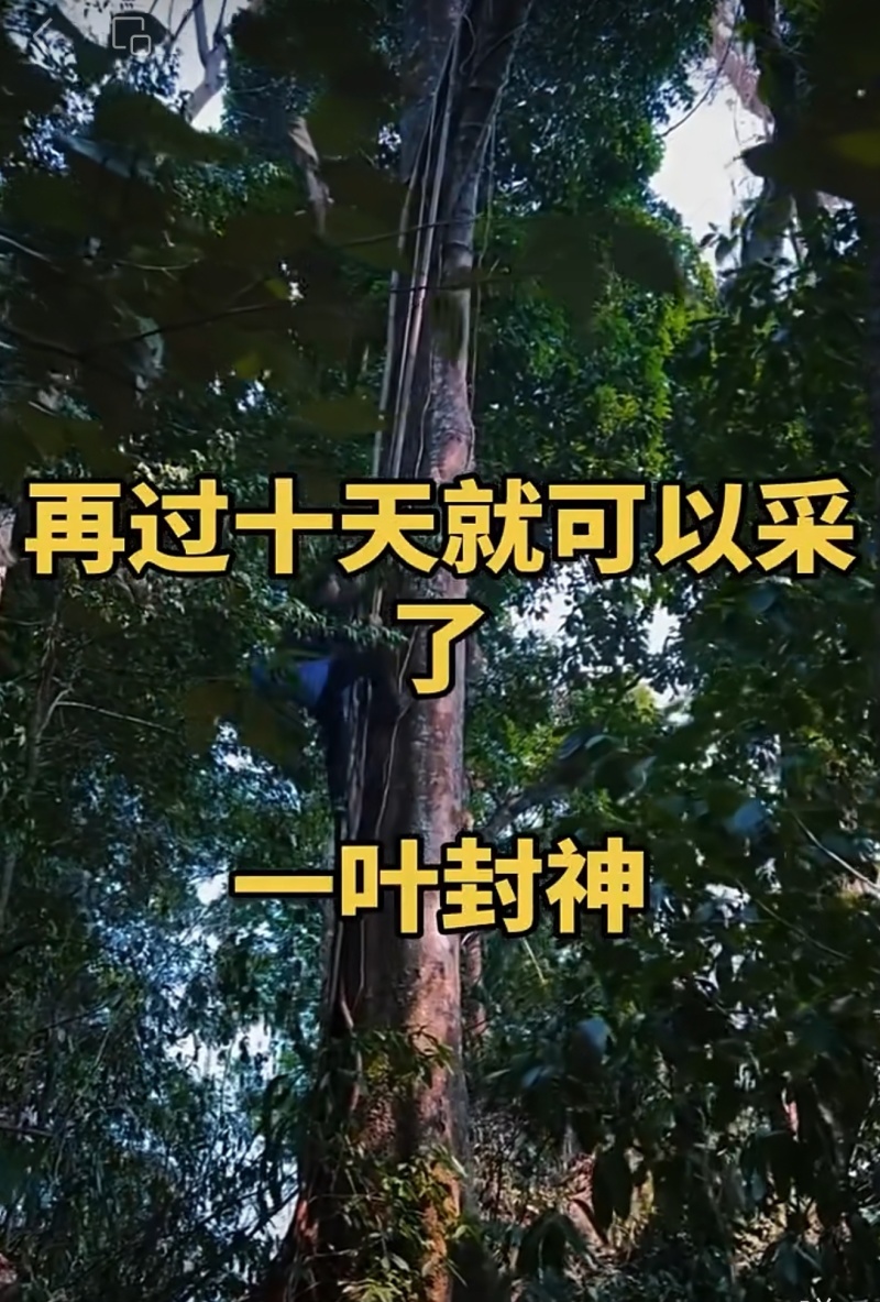 【一叶封神】为了一棵树，可以放弃整片森林，再过10天就可