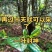 【一叶封神】为了一棵树，可以放弃整片森林，再过10天就可