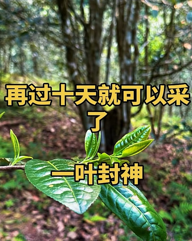 【一叶封神】为了一棵树，可以放弃整片森林，再过10天就可