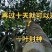 【一叶封神】为了一棵树，可以放弃整片森林，再过10天就可