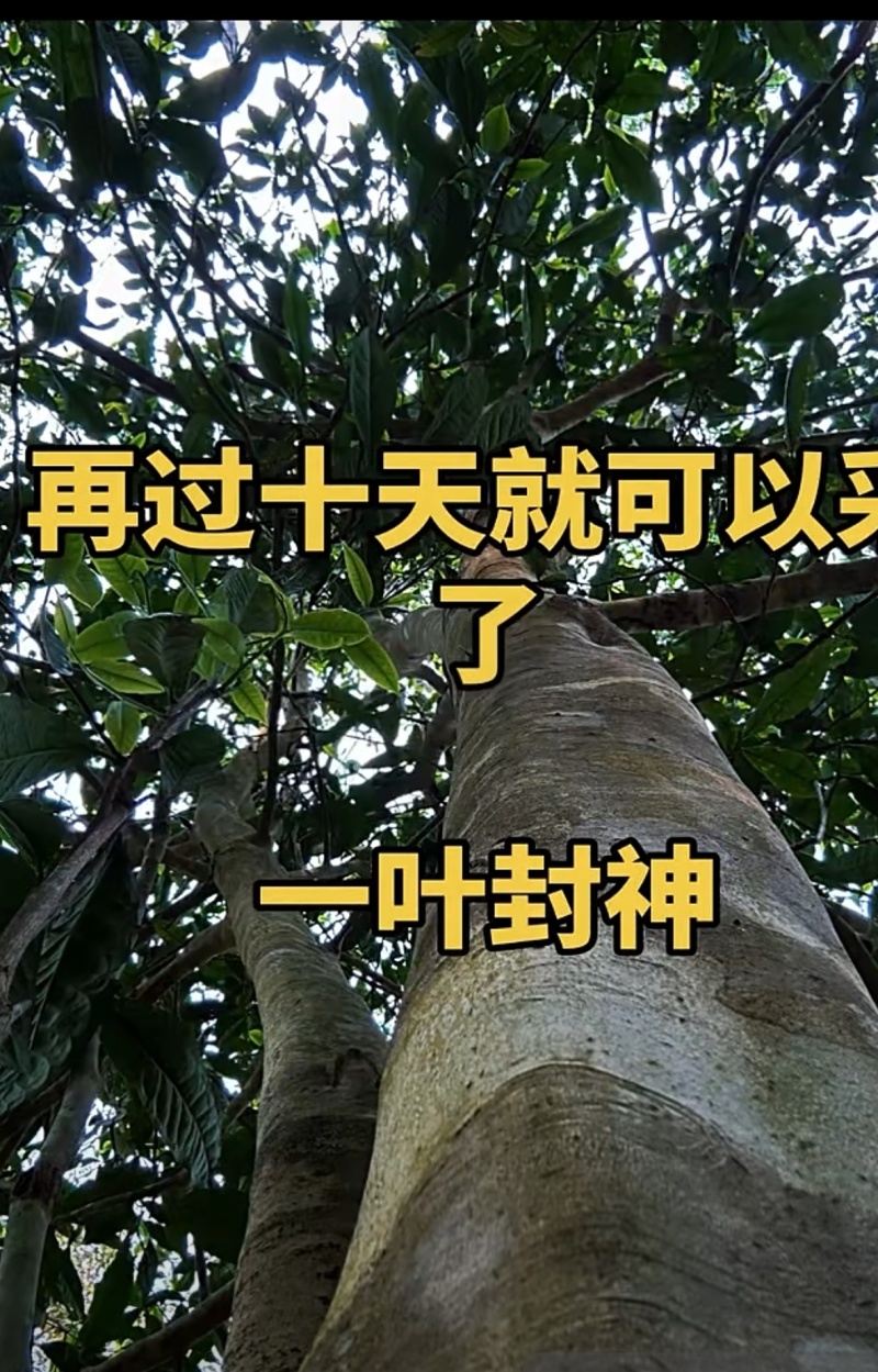 【一叶封神】为了一棵树，可以放弃整片森林，再过10天就可