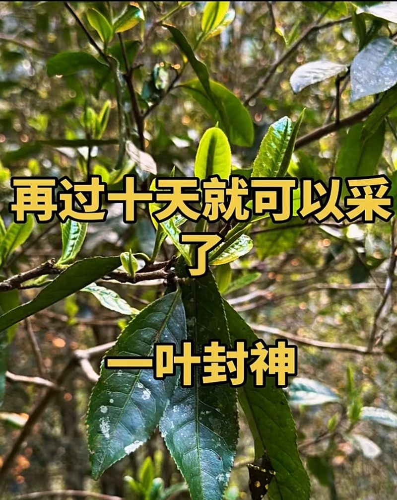 【一叶封神】为了一棵树，可以放弃整片森林，再过10天就可