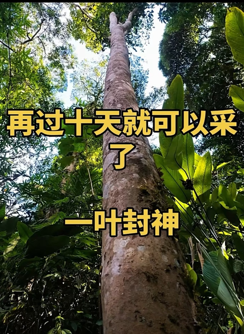 【一叶封神】为了一棵树，可以放弃整片森林，再过10天就可