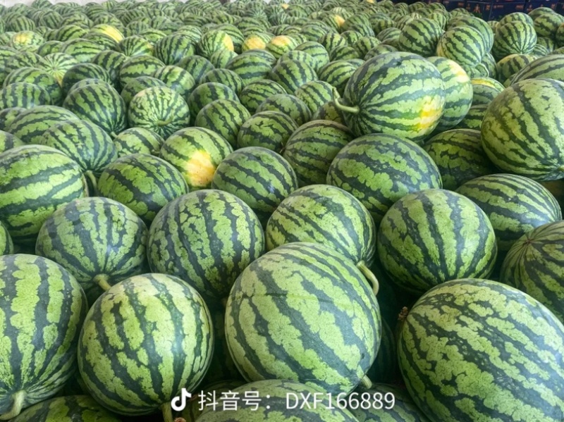 陕西产区西瓜，慕田家宝，麒麟美都，精品吊兰