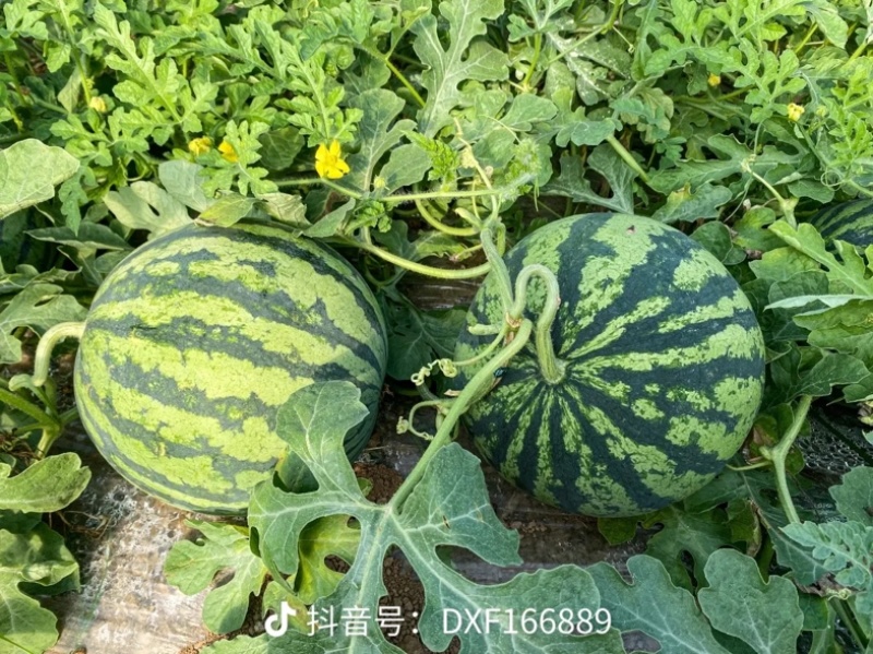 陕西产区西瓜，慕田家宝，麒麟美都，精品吊兰