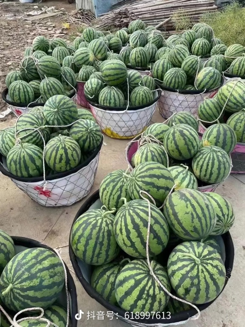 陕西产区西瓜，慕田家宝，麒麟美都，精品吊兰